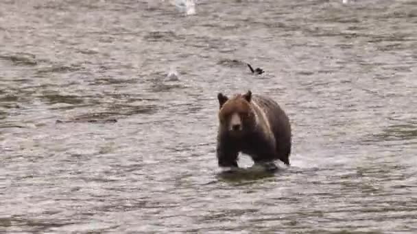 Grizzly Bear Walking River Looking Catch Salmon Brown Bear Foraging — 图库视频影像