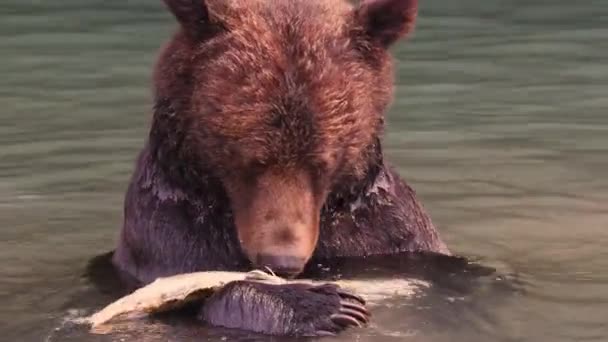 Grizzlybär Großer Braunbär Fängt Und Frisst Lebende Lachse Fluss Grizzly — Stockvideo