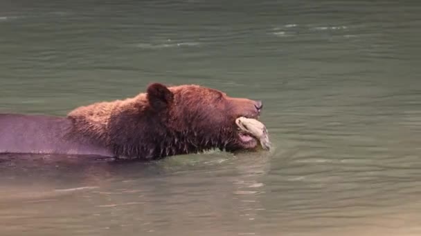 Αρκούδα Που Κολυμπάει Στο Ποτάμι Και Πιάνει Σολομό Στο Στόμα — Αρχείο Βίντεο