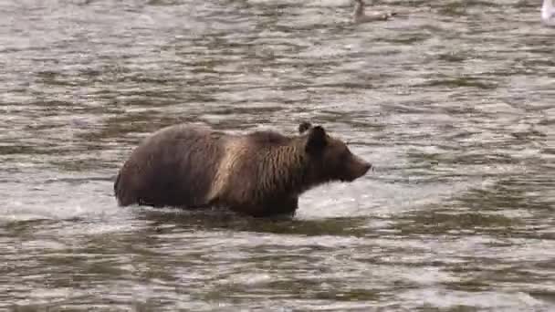 Grizzlybär Läuft Fluss Auf Der Suche Nach Lachsen Braunbär Auf — Stockvideo