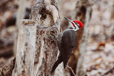 Pileated Male Woodpecker perched on tree trunk pecking for food in Quebec, Canada. North America bird. clipart