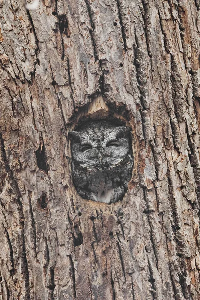 Eastern Screech Owl Common Eastern North America Small Owl Quebec — Stockfoto