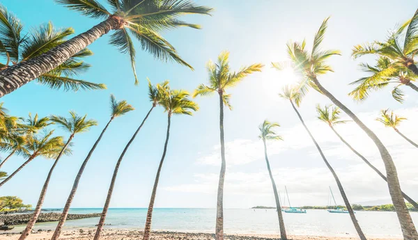 Summer Beach Background Palm Trees Blue Sky Tropical Caribbean Travel — Stock Photo, Image