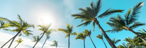 Summer Beach Background Palm Trees Blue Sky Banner Panorama Tropical — Stock Photo, Image