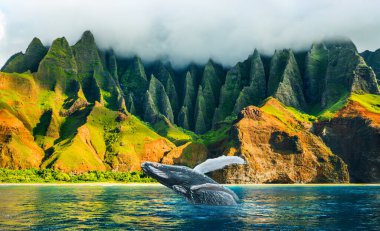 Whale watching sunset cruise tour at Na Pali Coast, Kauai island, Hawaii travel destination. Amazing breaching humpback whale from water at Napali mountains landscape. clipart