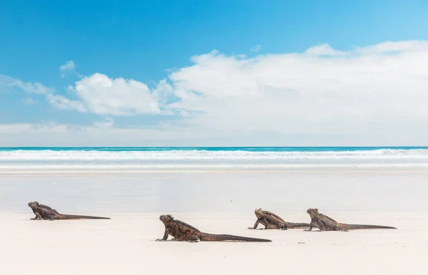 Galapagos Marine Iguanas Walking Tortuga Bay Beach Santa Cruz Island — Stock Photo, Image