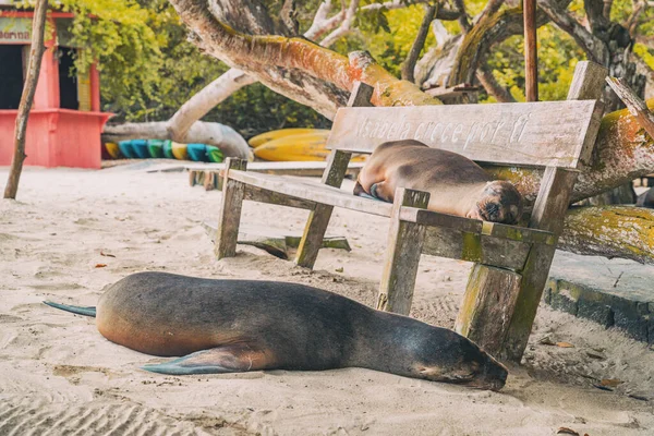 Galapagos Sea Lions Sleeping City Bench Puerto Villamil Isabela Island — Fotografia de Stock