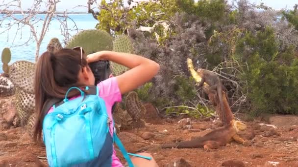 加拉帕戈斯游客在加拉帕戈斯群岛北西摩岛上拍摄加拉帕戈斯土地伊瓜纳食用植物的照片 加拉帕戈斯游轮度假之旅期间令人惊奇的动物和野生动物 — 图库视频影像