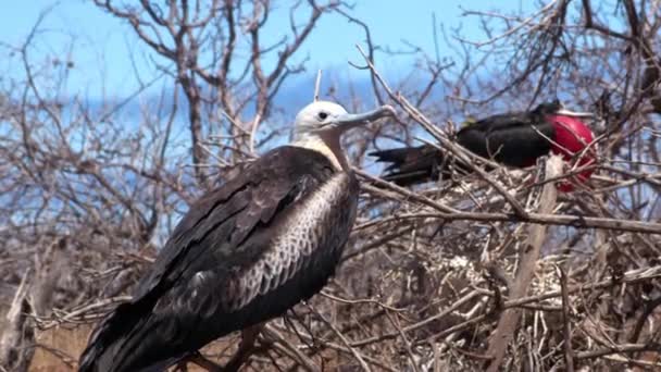 Fregattmadár Galapagos Szigeteken Fiatal Fiatal Fenséges Fregattmadár Madárfészekben Észak Seymour — Stock videók