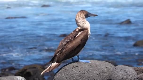 Galapagos Blue Footed Booby Иконописные Знаменитые Галапагосские Животные Дикая Природа — стоковое видео