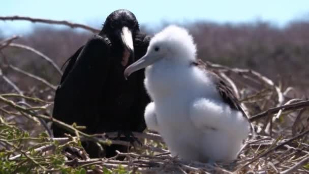 Frigatebird Nas Ilhas Galápagos Filhote Pássaro Fragata Magnífico Juvenil Ninho — Vídeo de Stock