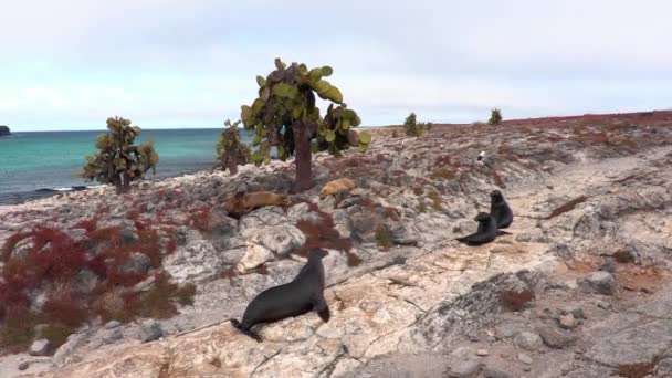 South Plaza Island Állatok Galapagos Szigetek Sea Lions Séta Szárazföldön — Stock videók