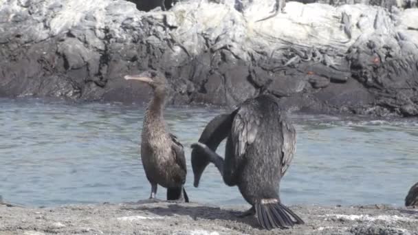 Galapagos Islands Flightless Cormorant Drying Preening Wings Fernandina Island Espinoza — Stockvideo