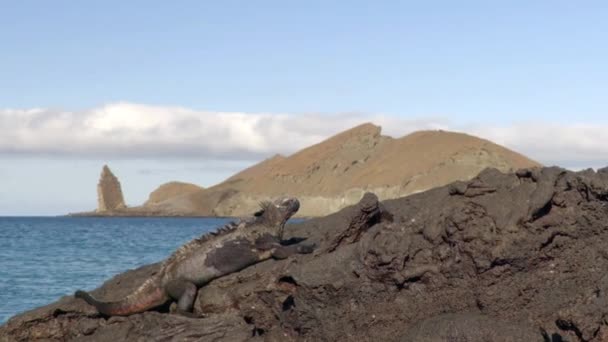 Галапагосские Острова Туристическая Икона Pinnacle Rock Морская Игуана Смешной Чихание — стоковое видео