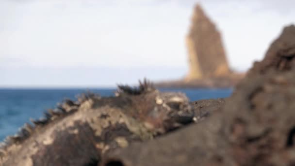 Галапагосские Острова Туристическая Икона Pinnacle Rock Марин Игуана Острове Сантьяго — стоковое видео