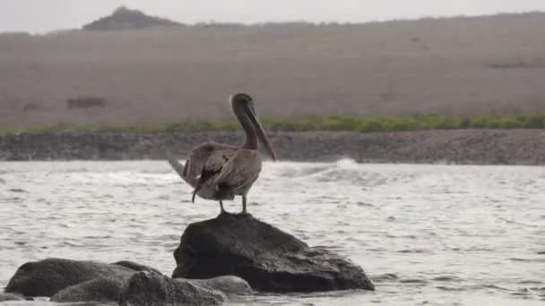 Brązowy Pelikan Galapagos Odpoczywający Wyspach Galapagos Ekwadorze Ameryce Południowej Pelikany — Wideo stockowe