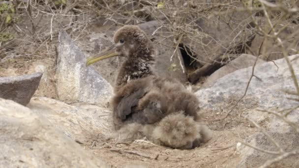 Galapágy Galapágy Kur Domácí Neboli Mláďata Vlnité Albatrosy Hnízdě Ptáků — Stock video