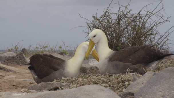 Islas Galápagos Albatros Galápagos Alias Albatros Ondulados Apareamiento Cortejo Danza — Vídeo de stock