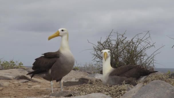 Galapagos Eilanden Paring Paar Galapagos Albatross Aka Waved Albatrossen Sociaal — Stockvideo