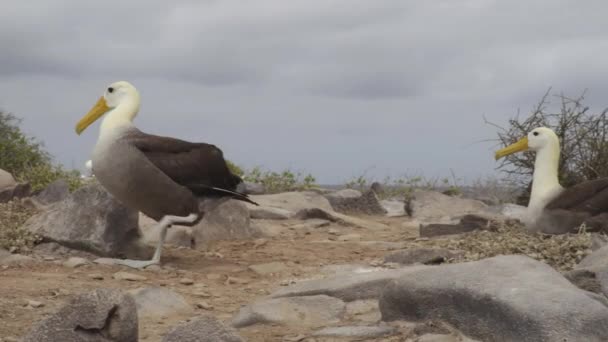 Galapagos Islands Mating Pair Galapagos Albatross Aka Waved Albatrosses Social — Vídeos de Stock