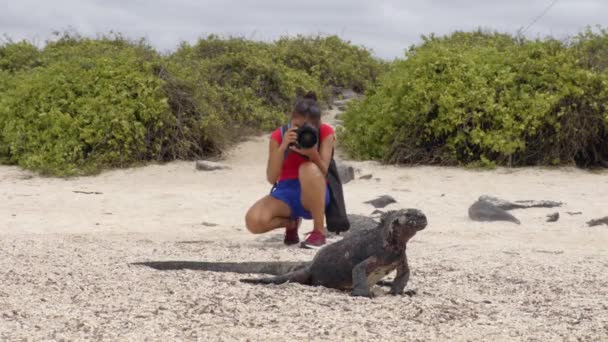 Galapagos Christmas Iguana Tourist Wildlife Photographer Taking Picture Marine Iguana — Stok Video
