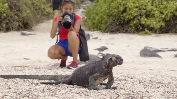 加拉帕戈斯群岛圣诞伊瓜纳和旅游野生动物摄影师拍照 南美洲厄瓜多尔埃帕诺拉岛上的海洋鬣蜥 乘坐Galapagos号游轮的妇女休假 — 图库视频影像