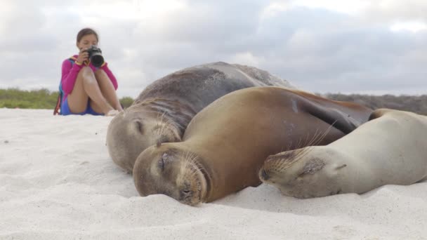 Animal Wildlife Nature Photographer Tourist Photographing Galapagos Sea Lion Sand — Stockvideo