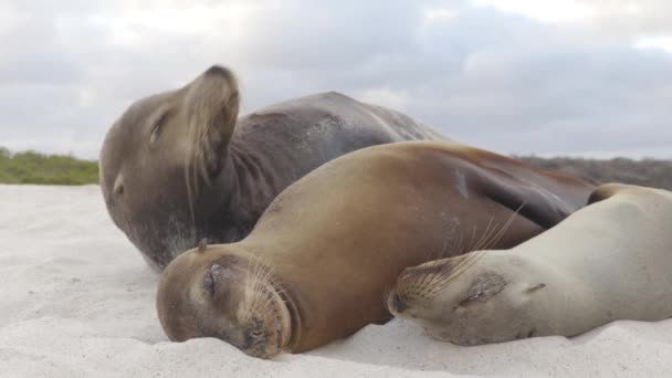 Sea Lions Sand Lying Beach Galapagos Islands Cute Adorable Animals — 图库视频影像