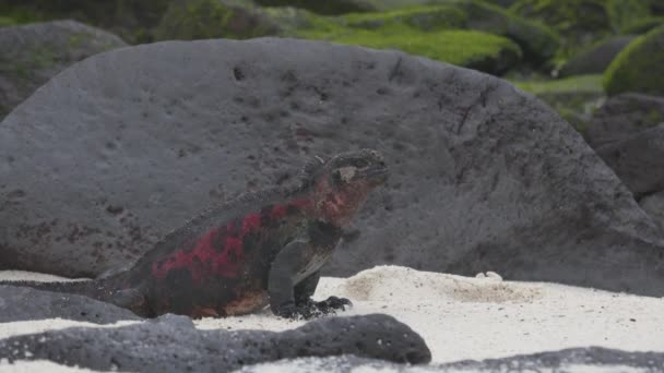 Świąteczna Iguana Wyspie Espanola Wyspach Galapagos Męska Iguana Marines Niesamowite — Wideo stockowe