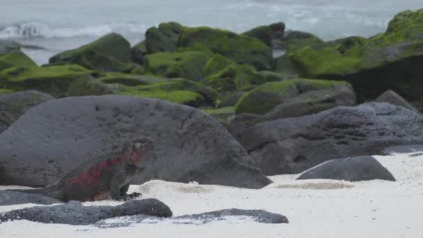 Galapagos Islands Christmas Iguana Espanola Island Male Marine Iguana Amazing — Stockvideo