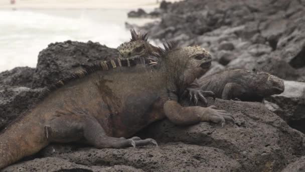 在圣克鲁斯岛托尔图加湾海滩上 加拉帕戈斯群岛的海洋鬣蜥在太阳岩石上相互爬行 海鬣蜥是加拉帕戈斯群岛特有的物种 — 图库视频影像