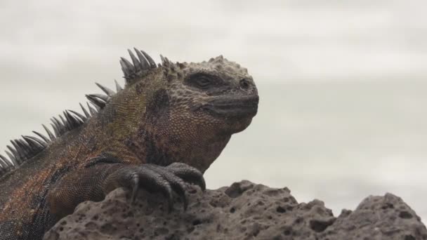 加拉帕戈斯群岛的海洋伊瓜纳在阳光下休息在岩石托尔图加湾海滩 圣克鲁斯岛 海鬣蜥是加拉帕戈斯群岛动物 野生动物和厄瓜多尔自然的特有物种 — 图库视频影像