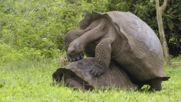Galapagos Giant Tortoises Mating Santa Cruz Island Galapagos Islands Giant — Stok video