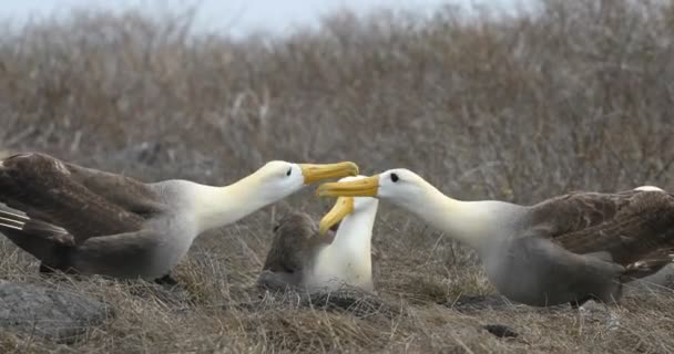 Galapagos Islands Galapagos Albatross Aka Waved Albatrosses Mating Dance Courtship — 图库视频影像