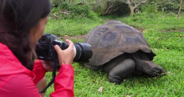Galapagos Adaları Vahşi Yaşam Video Fotoğrafçısı Turist Dev Kaplumbağa Nın — Stok video