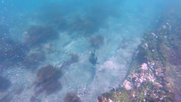 Flightless Galapagos Cormorant Swimming Underwater Pursuing Catching Eating Fish Fernandina — Vídeo de stock