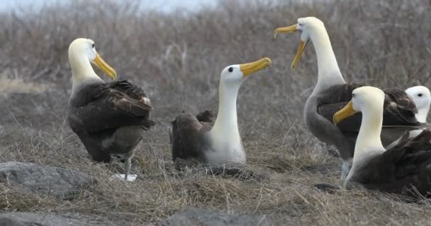 Albatros Galápagos Alias Albatros Ondulados Apareamiento Ritual Cortejo Baile Isla — Vídeos de Stock