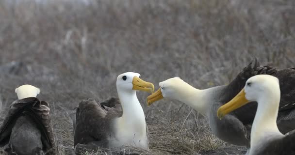 Galapagos Islands Galapagos Albatross Aka Waved Albatrosses Mating Dance Courtship — Stock Video