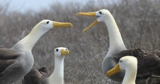 Wyspy Galapagos Galapagos Albatross Aka Falowane Albatrosy Godowe Rytuał Zalotów — Wideo stockowe