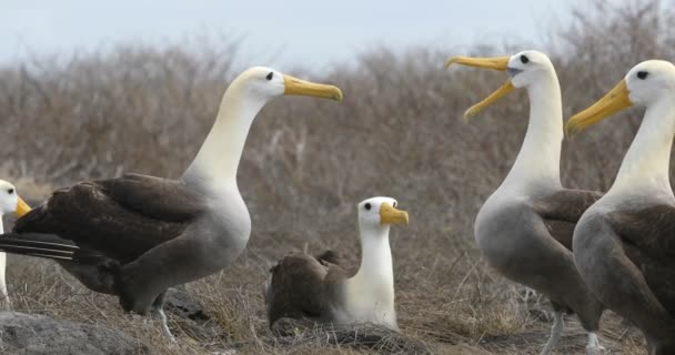Islas Galápagos Albatros Galápagos Alias Albatros Ondulados Apareamiento Ritual Cortejo — Vídeo de stock