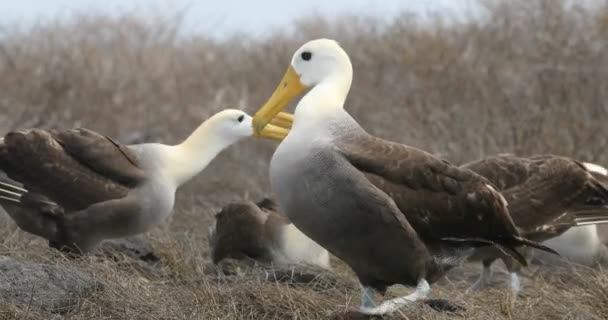 Galapagos Albatross Aka Waved Albatrosses Espanola Island Galapagosöarna Ecuador Waved — Stockvideo