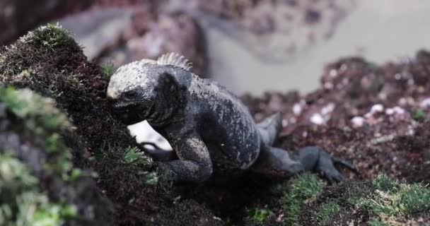 Galapagos Marine Iguana Jedząca Algi Morskie Rosnące Skalistych Brzegach Pod — Wideo stockowe