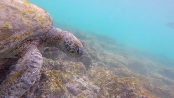 Galápagos Tortuga Marina Verde Nadando Bajo Agua Isla Floreana Islas — Vídeos de Stock
