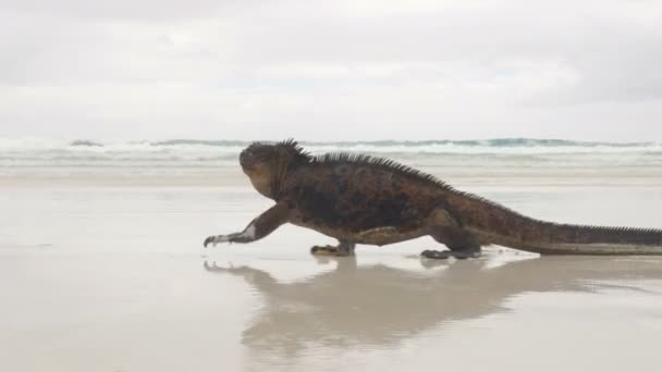 加拉帕戈斯群岛 在托尔图加湾散步的海军陆战队长伊瓜纳加拉帕戈斯群岛圣克鲁斯岛上海滩上的雄性海鬣蜥 厄瓜多尔 南美洲的动物 野生动物和美丽的自然景观 — 图库视频影像