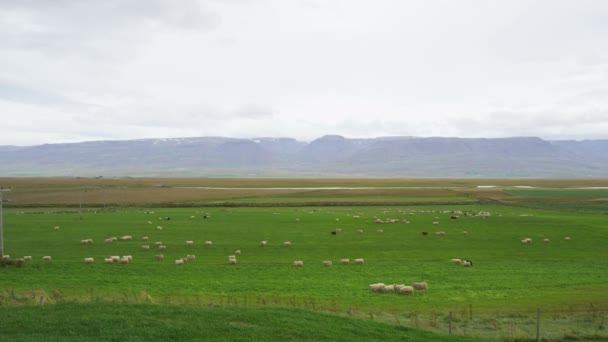 Gregge Pecore Sul Campo Erba Nel Bellissimo Paesaggio Naturale Islandese — Video Stock