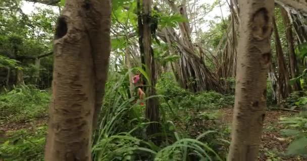 Fitness Sporu Yapan Kadınlar Ormanda Banyan Ağacı Eğitimiyle Koşuyor Açık — Stok video