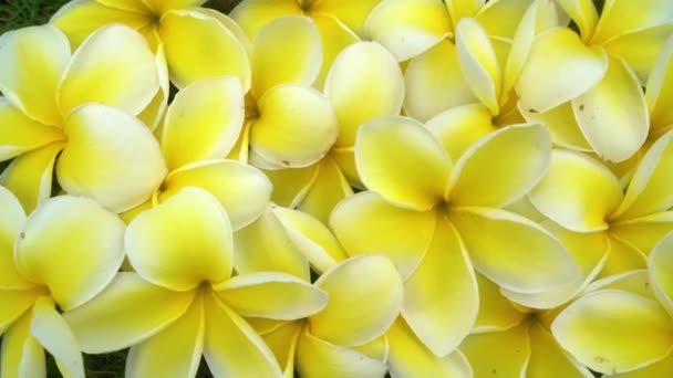 Hawaii Flower Icon Frangipani Flower Background Many Yellow White Frangipani — Stock video