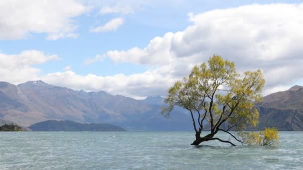 Nowa Zelandia Krajobraz Natura Samotne Drzewo Jeziora Wanaka Słynnej Atrakcji — Wideo stockowe