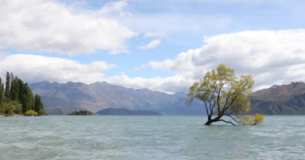 Wanaka Nowa Zelandia Samotne Drzewo Jeziora Wanaka Słynnej Atrakcji Turystycznej — Wideo stockowe