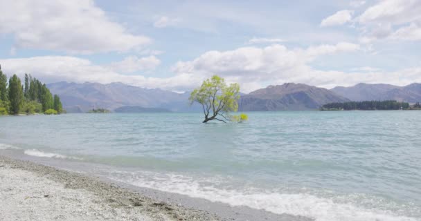 Wanaka Nova Zelândia Solitário Árvore Lago Wanaka Atração Turística Famosa — Vídeo de Stock